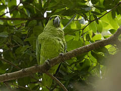 Short-tailed Parrot