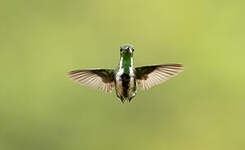 Colibri avocette