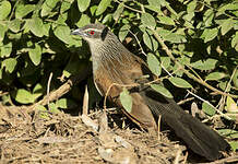 Coucal à sourcils blancs