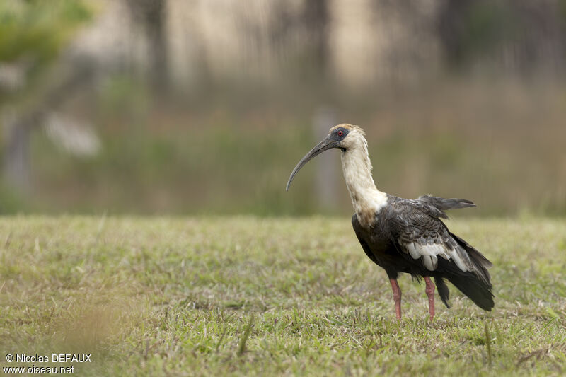 Ibis mandoreadulte, Vol