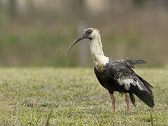 Buff-necked Ibis