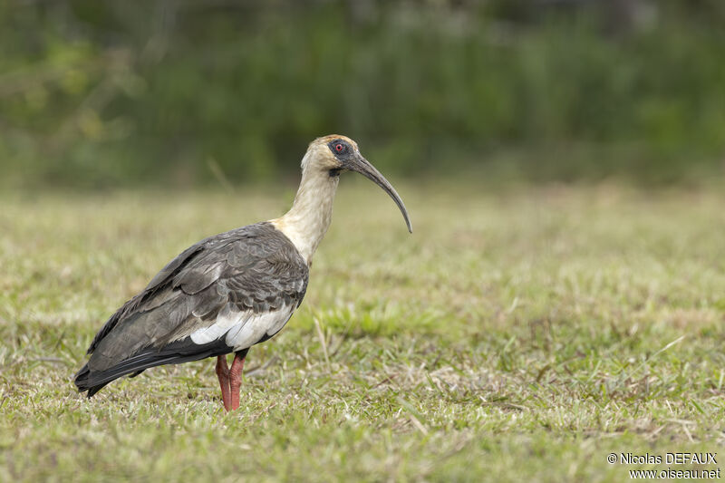 Ibis mandoreadulte, portrait, marche, mange