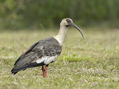 Buff-necked Ibis