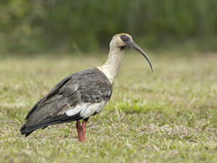 Ibis mandore