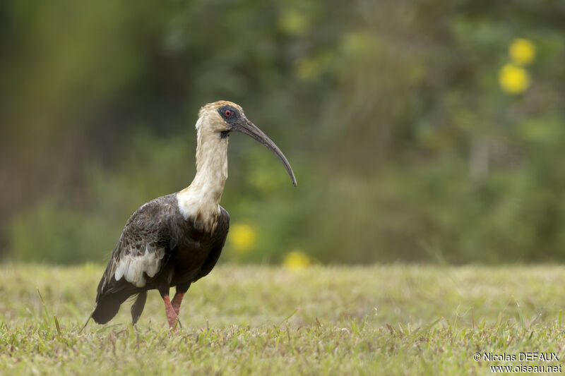 Ibis mandoreadulte, portrait, marche, mange