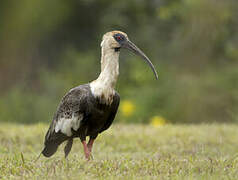 Buff-necked Ibis