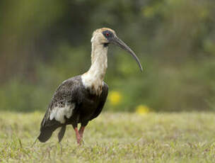 Ibis mandore