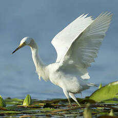 Aigrette neigeuse