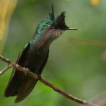 Colibri huppé