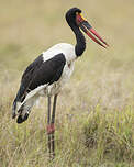 Jabiru d'Afrique