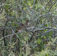 Ortalide motmot