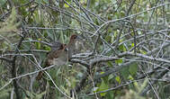 Ortalide motmot