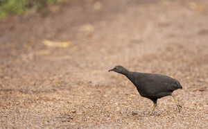 Tinamou cendré