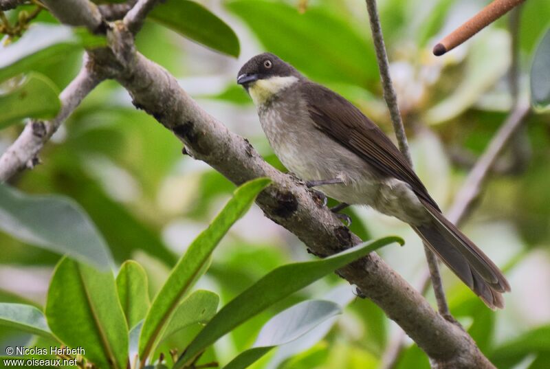 Pale-throated Greenbul