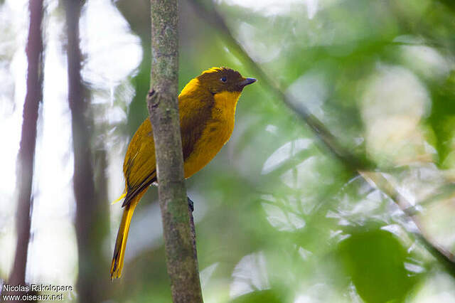 Golden Bowerbird - Prionodura newtoniana male adult - nira173192