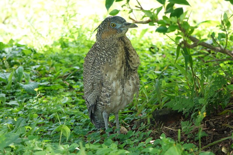 Malayan Night Heron