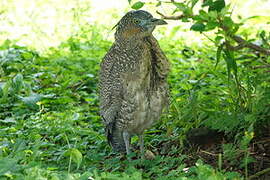 Malayan Night Heron