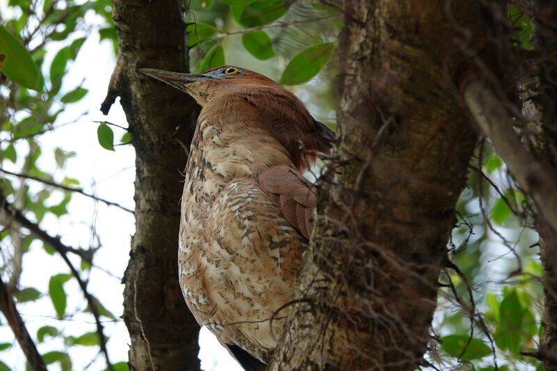 Malayan Night Heron