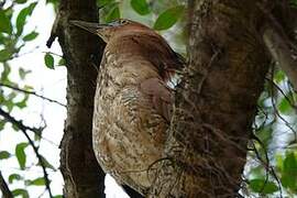 Malayan Night Heron