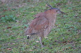 Malayan Night Heron