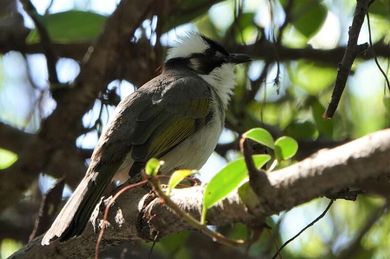 Light-vented Bulbul