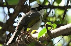 Bulbul de Chine