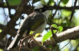 Light-vented Bulbul