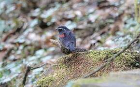 Collared Bush Robin