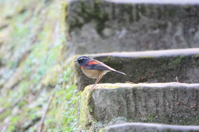 Collared Bush Robin