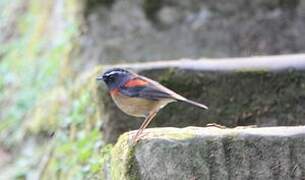 Collared Bush Robin