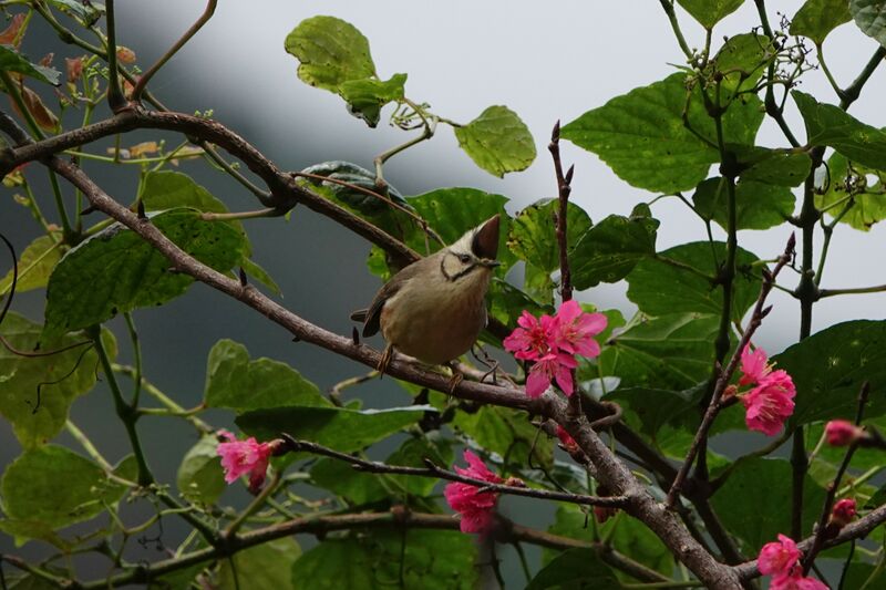 Yuhina de Taïwan