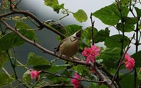 Yuhina de Taïwan