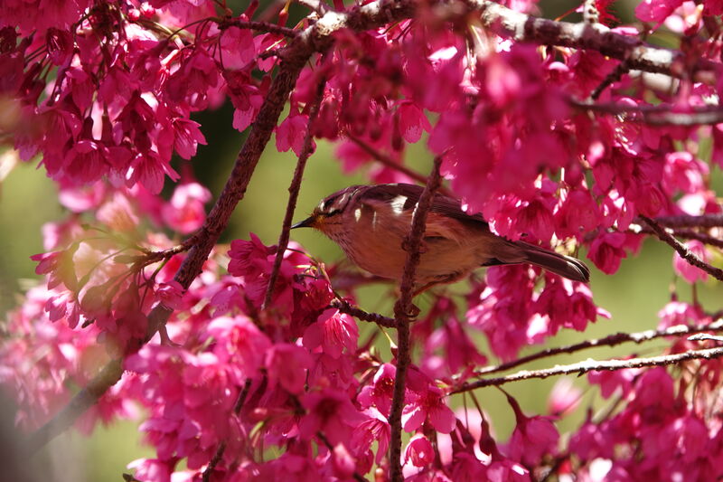 Yuhina de Taïwan