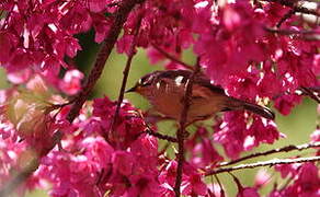 Taiwan Yuhina