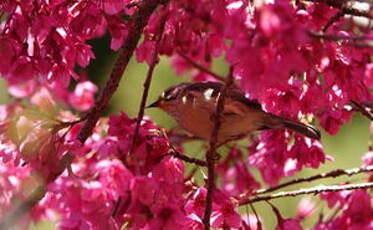 Yuhina de Taïwan