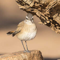 Agrobate du Kalahari