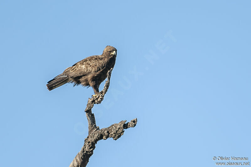 Wahlberg's Eagleadult, identification