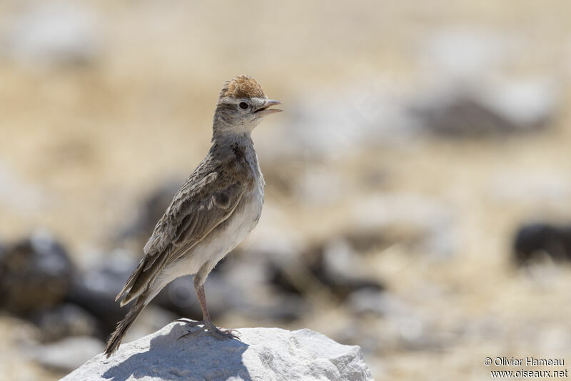 Red-capped Lark, identification