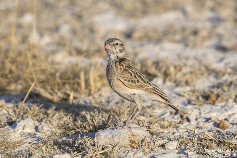 Alouette de Starkadulte, identification