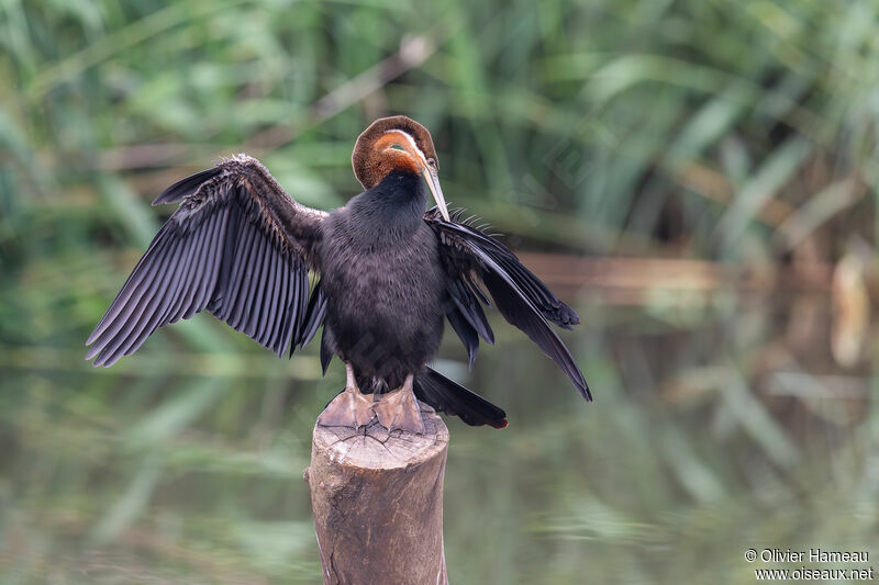 Anhinga d'Afriqueadulte, identification, soins