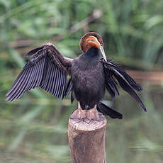 Anhinga d'Afrique