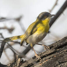 Apalis à gorge jaune