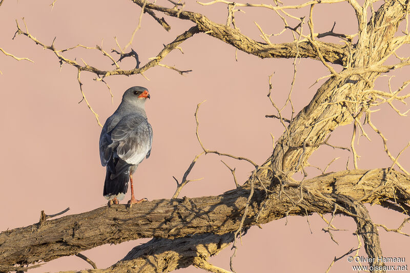 Pale Chanting Goshawk