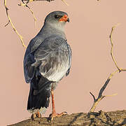 Pale Chanting Goshawk