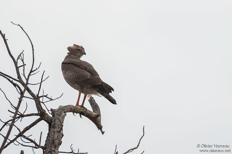 Dark Chanting Goshawkadult, identification