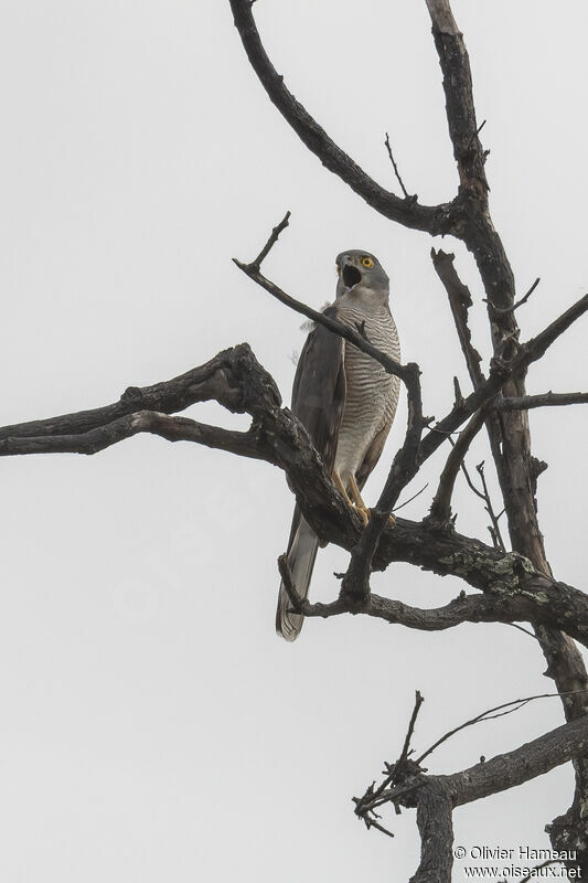 African Goshawk female adult, identification