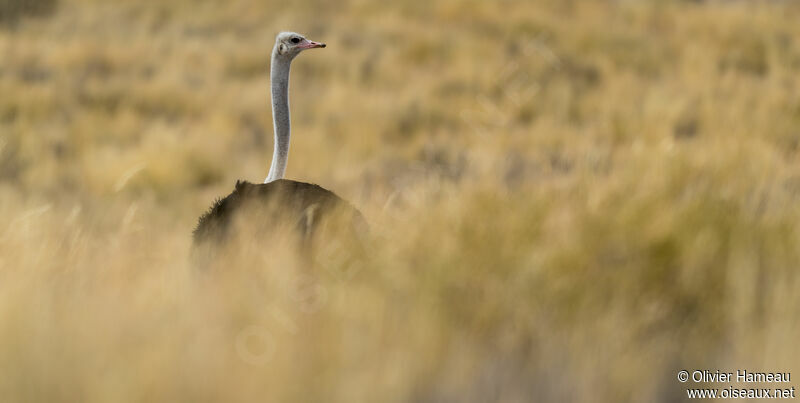 Common Ostrich male adult, identification