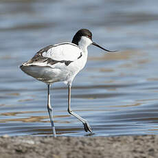 Avocette élégante