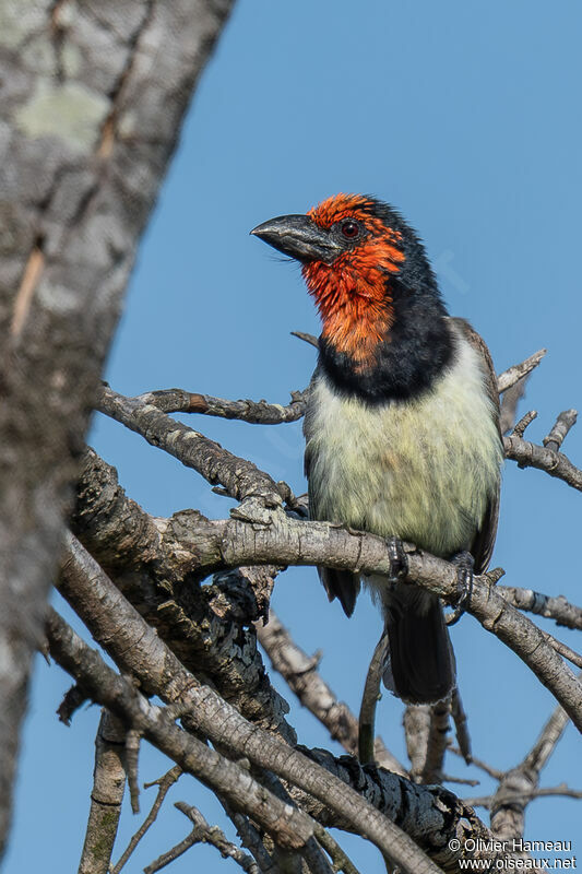 Black-collared Barbet, identification