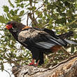 Bateleur des savanes